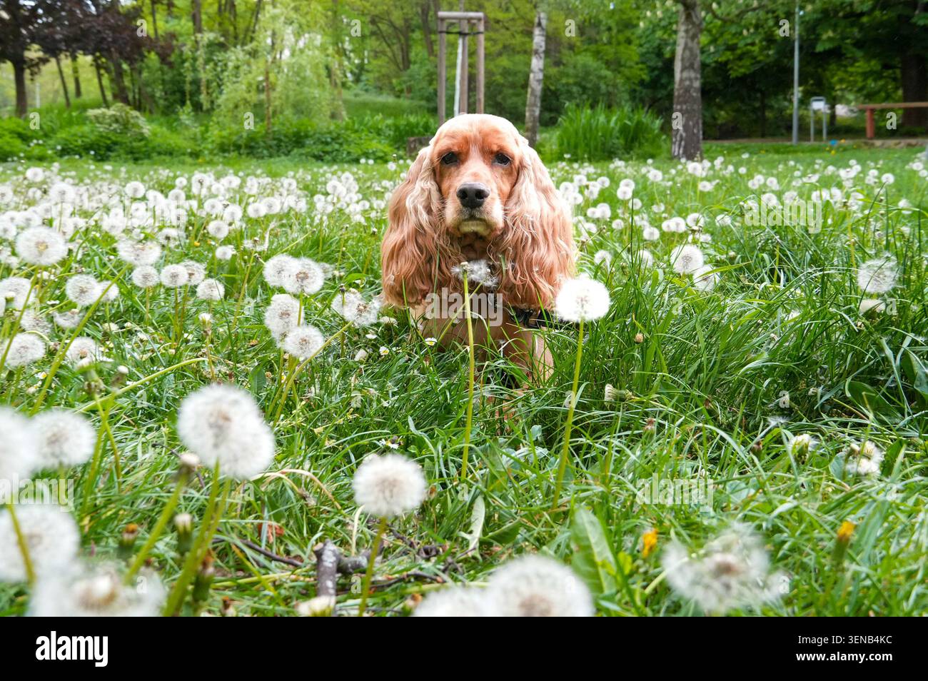 Cocker Spaniel inglese steso sull'erba con i leoni Foto Stock