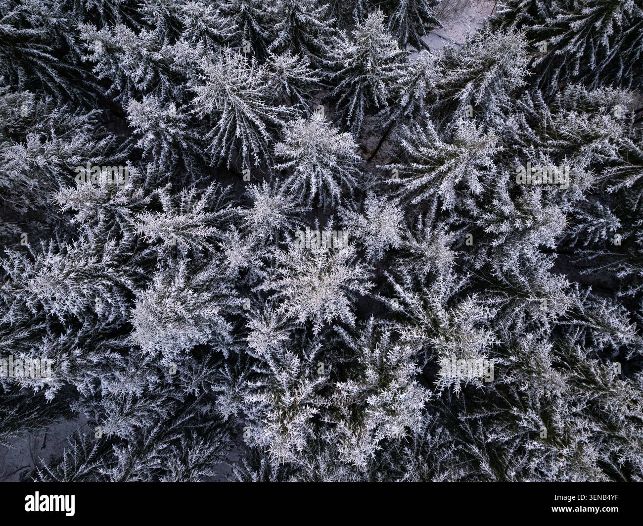 Baldacchino coperto di neve nella foresta di abeti rossi in inverno, vista aerea dall'alto verso il basso con drone degli alberi sempreverdi ghiacciati in Lettonia Foto Stock