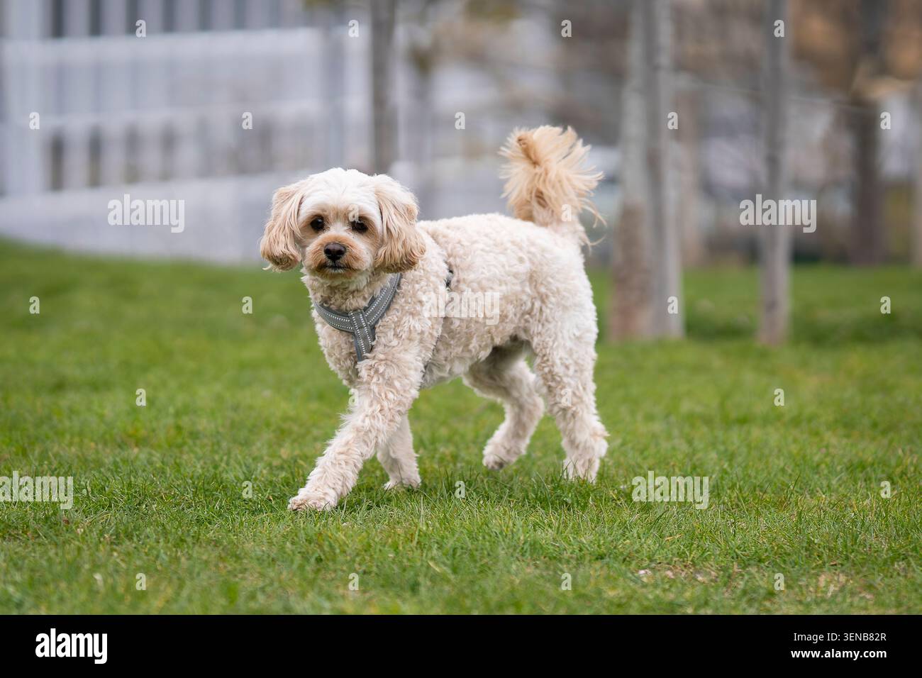 Piccolo cane Cockapoo color crema che cammina attraverso un prato verde in un parco cittadino, catturato in movimento con profondità di campo bassa e luce naturale all'aperto. Foto Stock