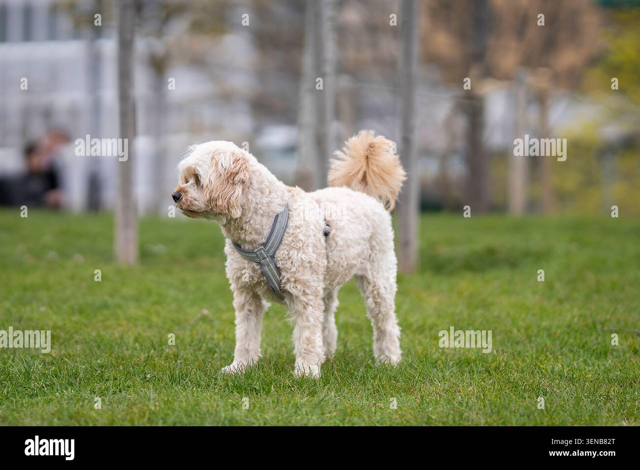 Piccolo cane Cockapoo color crema che cammina attraverso un prato verde in un parco cittadino, catturato in movimento con profondità di campo bassa e luce naturale all'aperto. Foto Stock