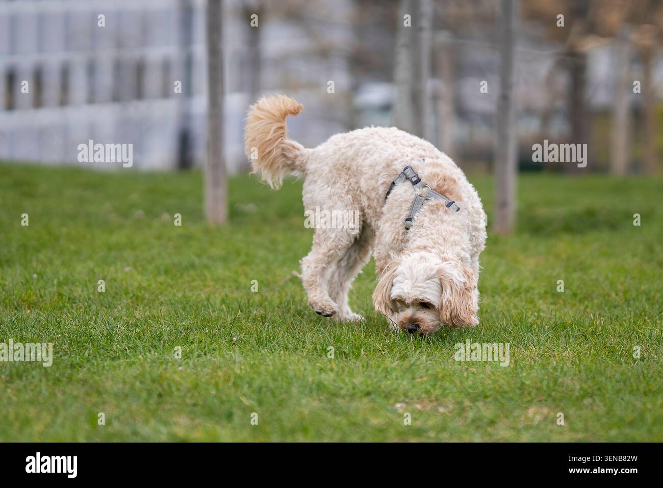 Piccolo cane Cockapoo color crema che cammina attraverso un prato verde in un parco cittadino, catturato in movimento con profondità di campo bassa e luce naturale all'aperto. Foto Stock