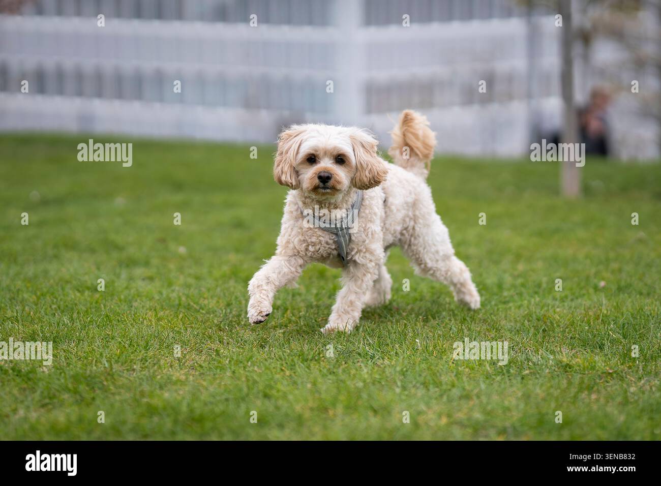 Piccolo cane Cockapoo color crema che cammina attraverso un prato verde in un parco cittadino, catturato in movimento con profondità di campo bassa e luce naturale all'aperto. Foto Stock
