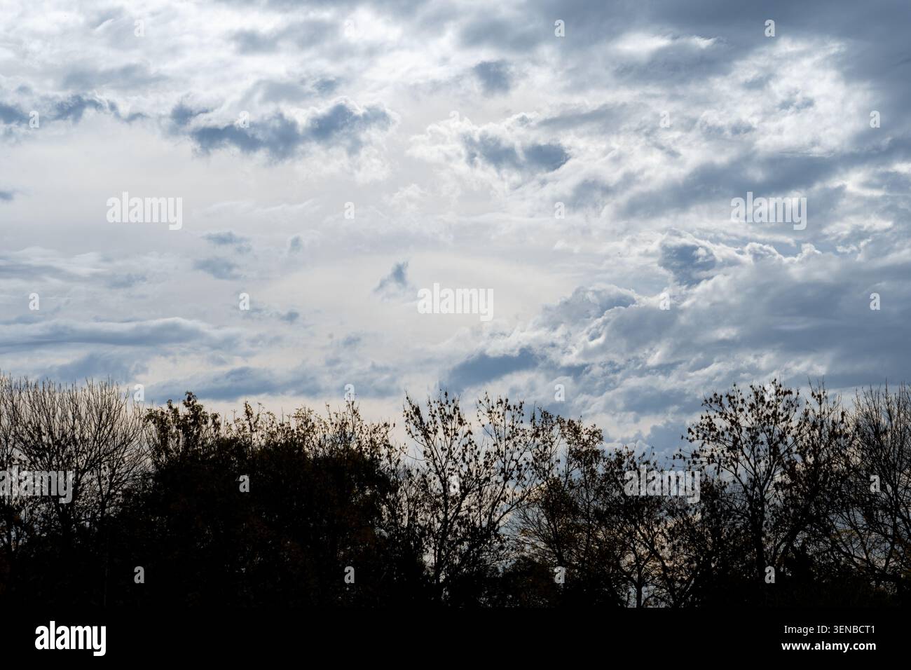 Le dense nuvole attraversano un vasto cielo lunare. Alberi sagomati incorniciano il bordo inferiore. Le tonalità di grigio e bianco creano un'atmosfera tranquilla e avvolgente. Ideale per Foto Stock