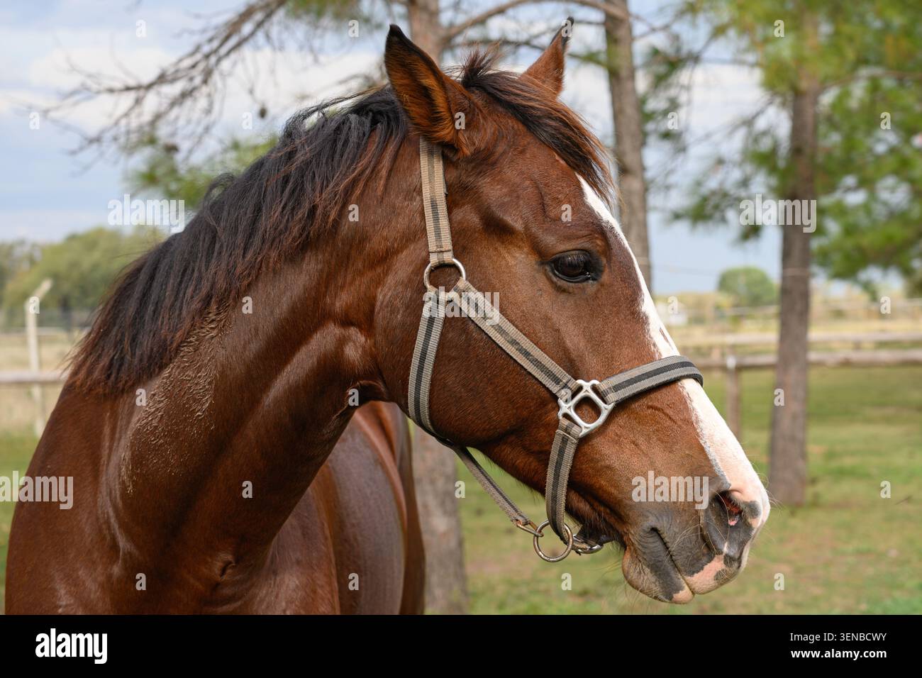 Il cavallo bruno si erge tranquillamente in un pascolo illuminato dal sole. La luce del giorno soffusa mette in risalto il suo rivestimento lucido e gli occhi vigili. La luce bianca segna il suo volto sotto un semplice ettaro Foto Stock
