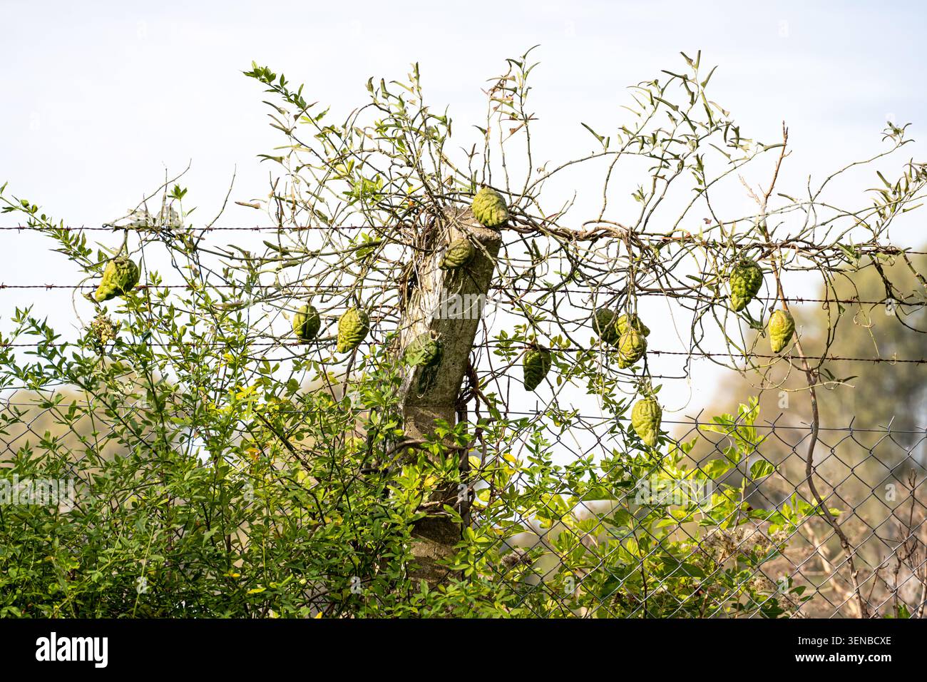 Il cespuglio spinoso porta frutti verdi dalla forma strana. Il filo spinato si estende sopra i rami aggrovigliati. La luce soffusa illumina la scena naturale e ruvida. F Foto Stock
