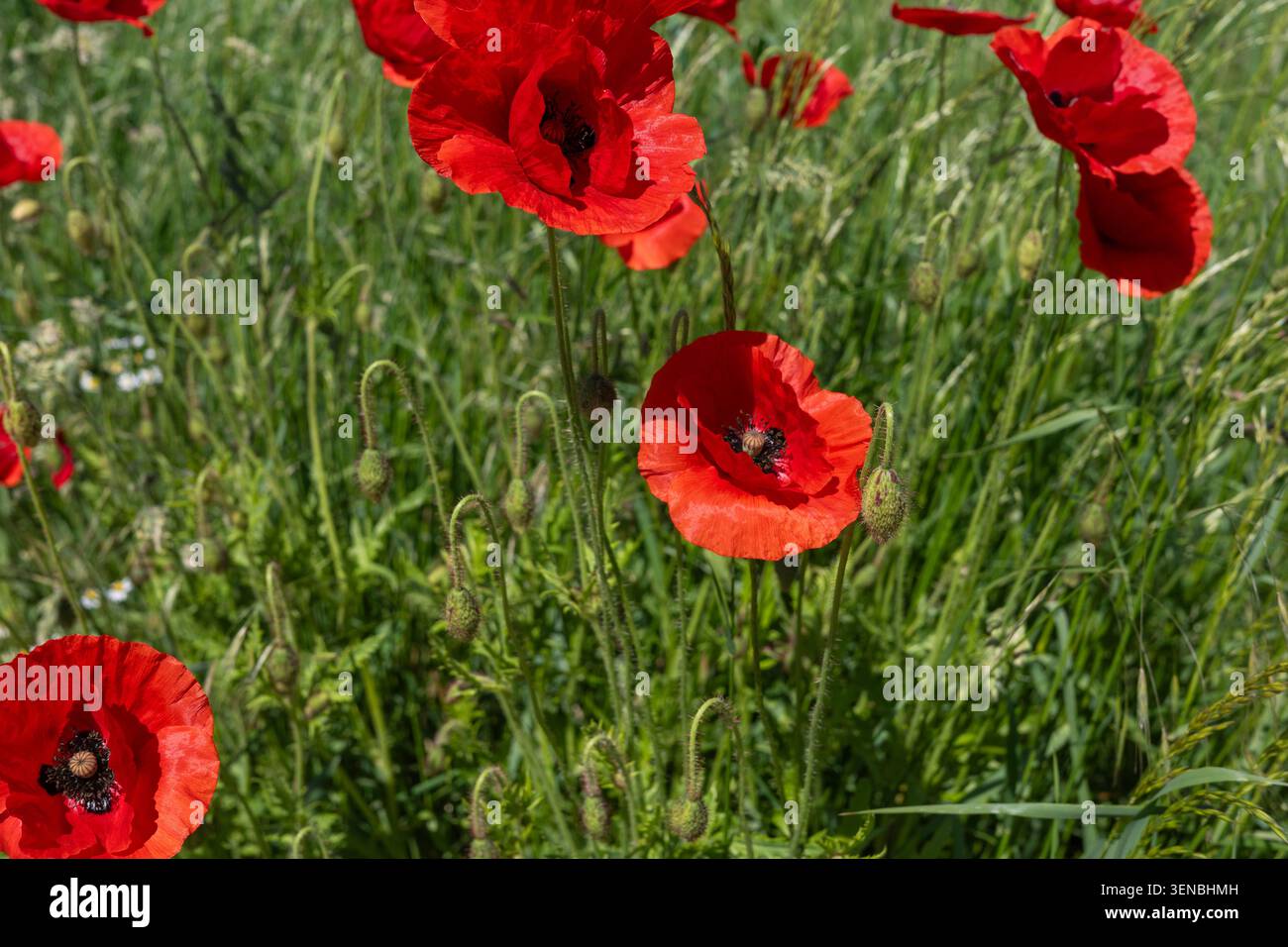 I papaveri rossi sono alti in un campo verde durante la primavera. La luce del sole splende sui fiori, mettendo in risalto i loro petali luminosi. Le api volano intorno raccogliendo ne Foto Stock