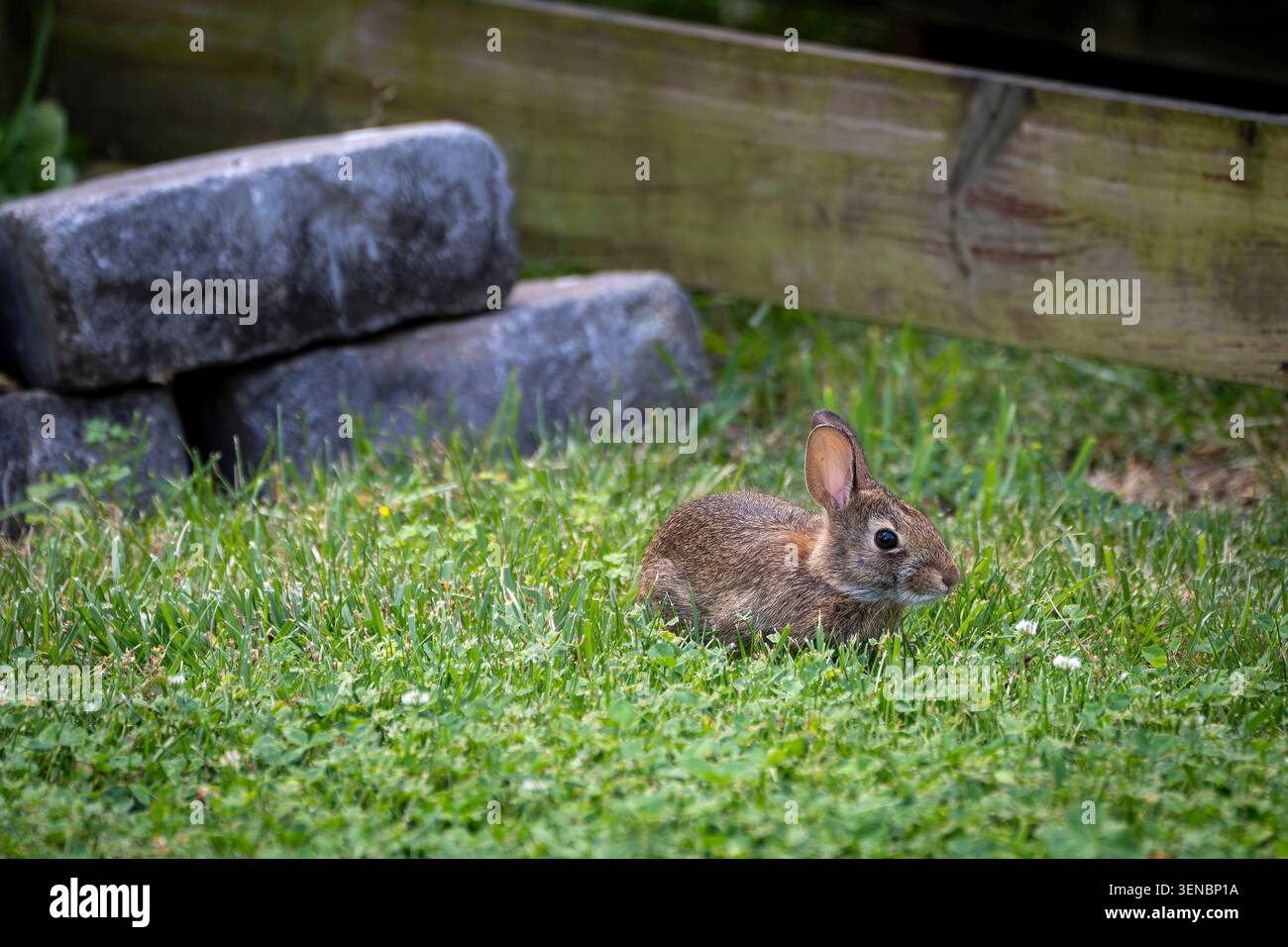 Un giovane coniglio si siede tranquillamente in una lussureggiante erba verde, mescolandosi con i suoi dintorni sul retro vicino a una recinzione di legno e al bordo in pietra. Foto Stock