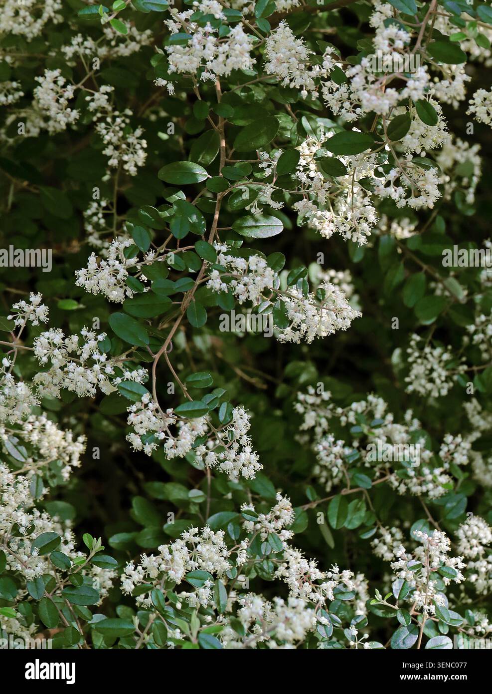 Privet cinese, Ligustrum sinense, Oleaceae. Cina, Taiwan, Vietnam, Asia. Ligustrum sinense (sin. L. villosum) è una specie di pianta da fiore. Foto Stock