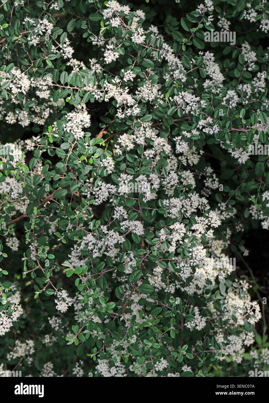 Privet cinese, Ligustrum sinense, Oleaceae. Cina, Taiwan, Vietnam, Asia. Ligustrum sinense (sin. L. villosum) è una specie di pianta da fiore. Foto Stock