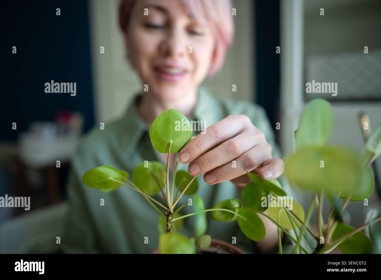 Donna matura sorridente giardiniere casa che controlla Pilea peperomioides piante fogliame condizioni di salute Foto Stock