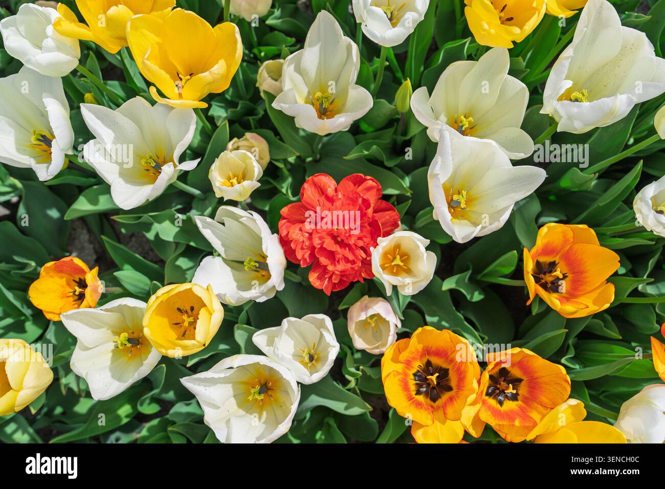 Fiori di tulipani colorati in piena fioritura che mostrano una vibrante esposizione primaverile di sfumature miste Foto Stock