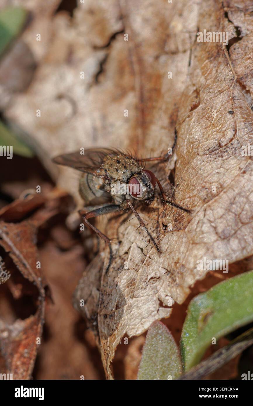 Flesh Fly (Sarcophagidae) seduto su una foglia marrone con gli occhi rossi e il corpo marrone, uno shot all'aperto, macro da vicino Foto Stock