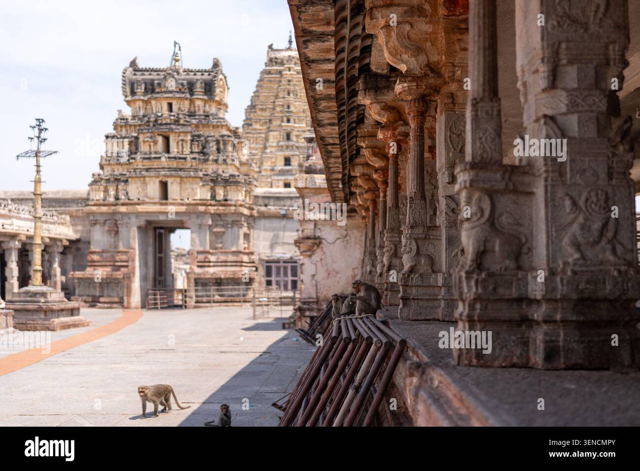 Hampi, India - 13 marzo 2025: Scimmie selvatiche nel cortile del Tempio di Virupaksha Foto Stock