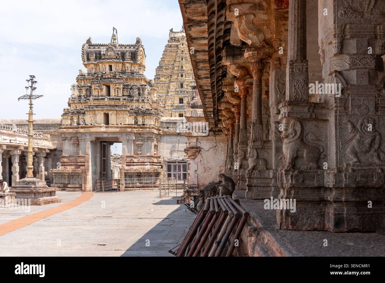 Hampi, India - 13 marzo 2025: Scimmie selvatiche nel cortile del Tempio di Virupaksha Foto Stock
