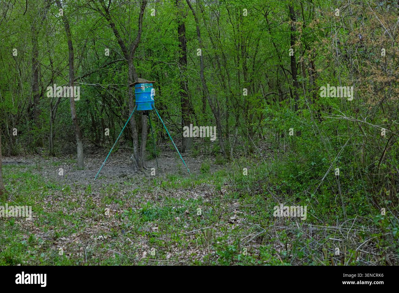 L'alimentatore di cervi a botte blu si trova su un treppiede in un verde bosco primaverile, circondato da fitti alberi e sottobosco. Attrezzatura da caccia rustica ev Foto Stock