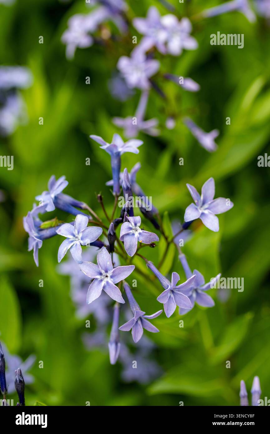 Ritratto naturale in primo piano di una pianta in fiore della deliziosa Amsonia 'Blue Ice', bluestar 'Blue Ice' nel sole amabile dell'inizio dell'estate. in fiore, mozzafiato, Foto Stock