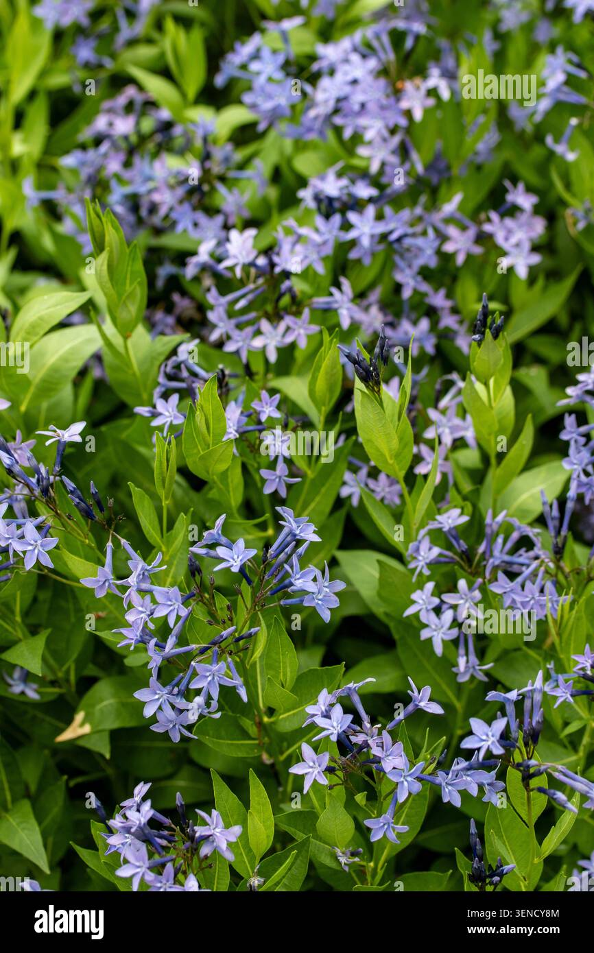 Ritratto naturale in primo piano di una pianta in fiore della deliziosa Amsonia 'Blue Ice', bluestar 'Blue Ice' nel sole amabile dell'inizio dell'estate. in fiore, mozzafiato, Foto Stock