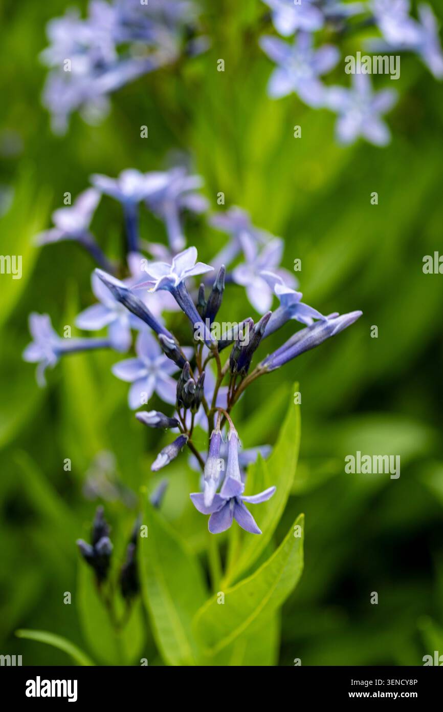 Ritratto naturale in primo piano di una pianta in fiore della deliziosa Amsonia 'Blue Ice', bluestar 'Blue Ice' nel sole amabile dell'inizio dell'estate. in fiore, mozzafiato, Foto Stock