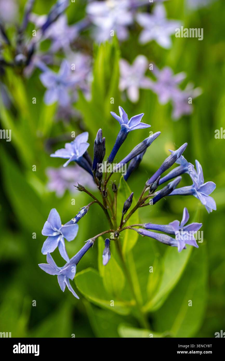 Ritratto naturale in primo piano di una pianta in fiore della deliziosa Amsonia 'Blue Ice', bluestar 'Blue Ice' nel sole amabile dell'inizio dell'estate. in fiore, mozzafiato, Foto Stock