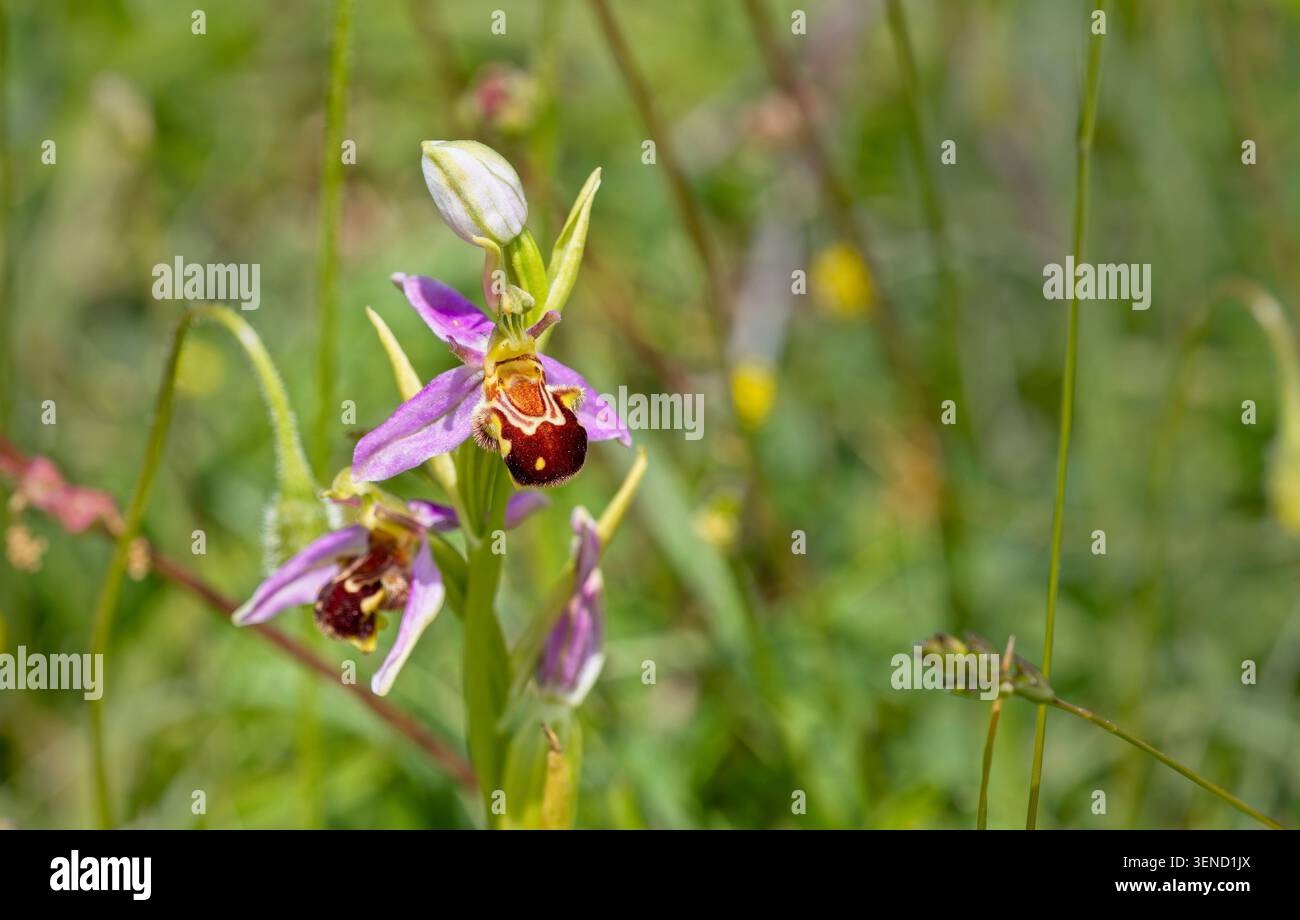 Orchidea delle api (Ophrys apifera), uno stelo fiorito, Green Down, Somerset, Regno Unito. Foto Stock