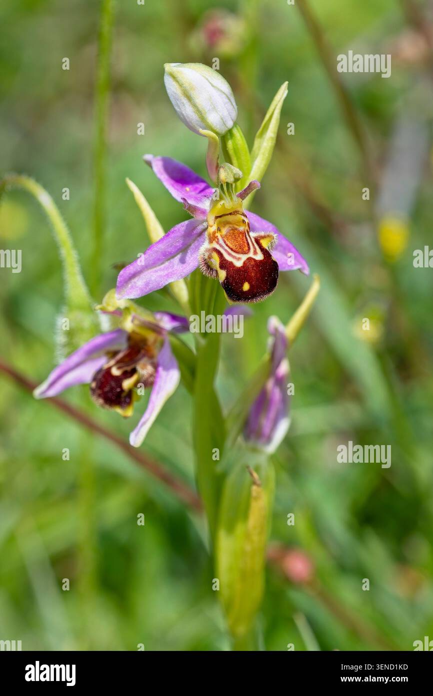 Orchidea delle api (Ophrys apifera), uno stelo fiorito, Green Down, Somerset, Regno Unito. Foto Stock