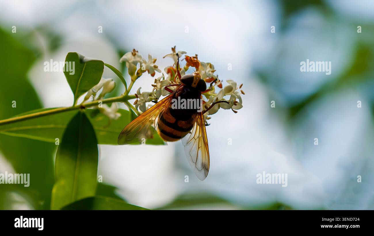 Hornet mimico Hoverfly (Volucella zonaria) che si nutre di fiori bianchi Foto Stock