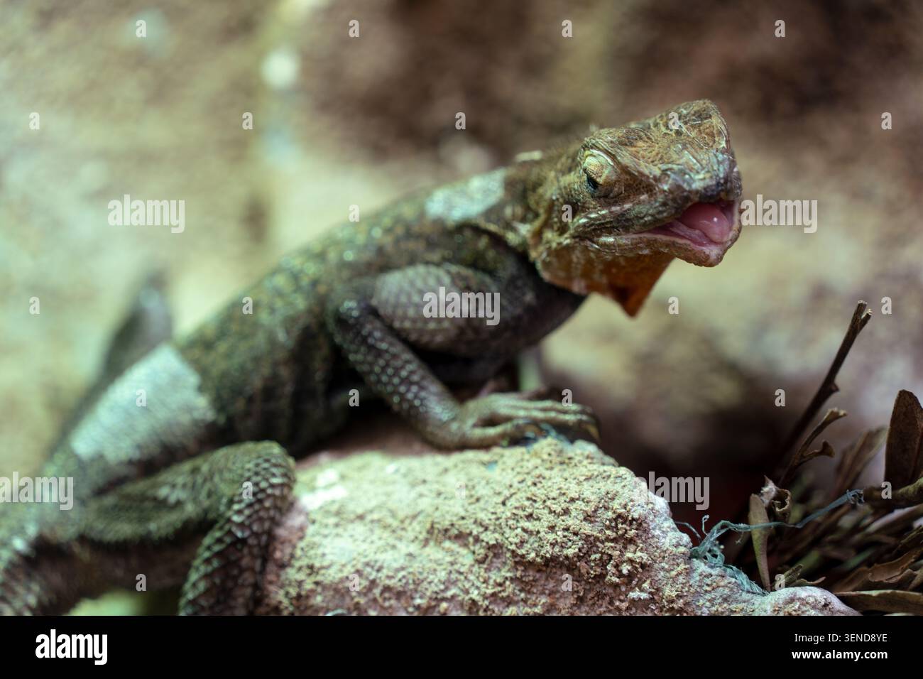 Lucertola di roccia a testa piatta di Mwanza agama che mostra bocca aperta e lingua Foto Stock