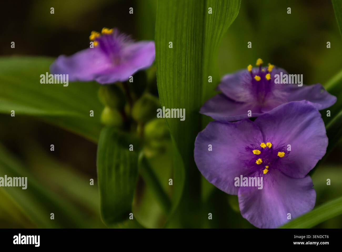 Fiori di ragno viola (Tradescantia) che fioriscono in un giardino. Primo piano di fiori viola brillanti con filamenti viola fuzzy e a contrasto giallo A. Foto Stock
