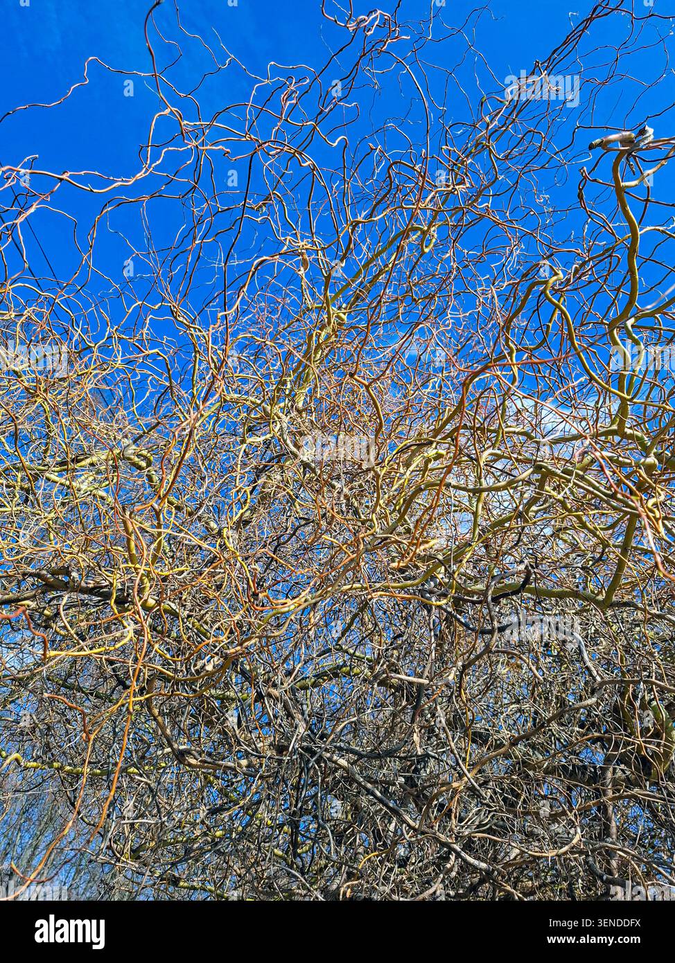 I rami ricci si attorcigliano e si alternano tra gli altri rami di un salice cavatappi sotto un cielo blu brillante. La scena mostra una giornata di sole in un'area all'aperto. Foto Stock
