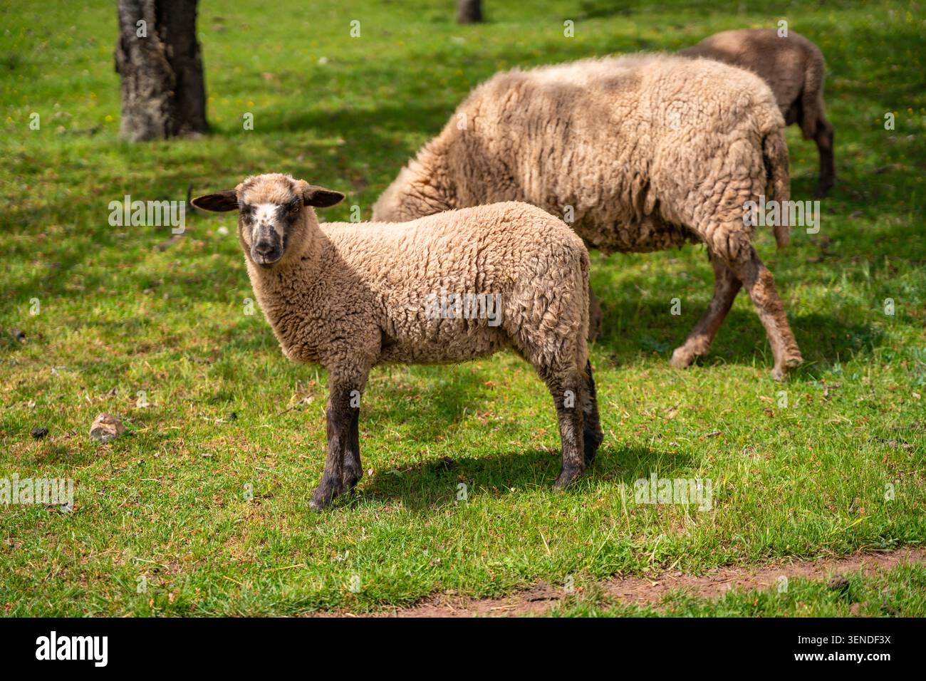 Giovani pecore in piedi su pascolo verde con gregge sullo sfondo. Agricoltura rurale e allevamento sostenibile Foto Stock