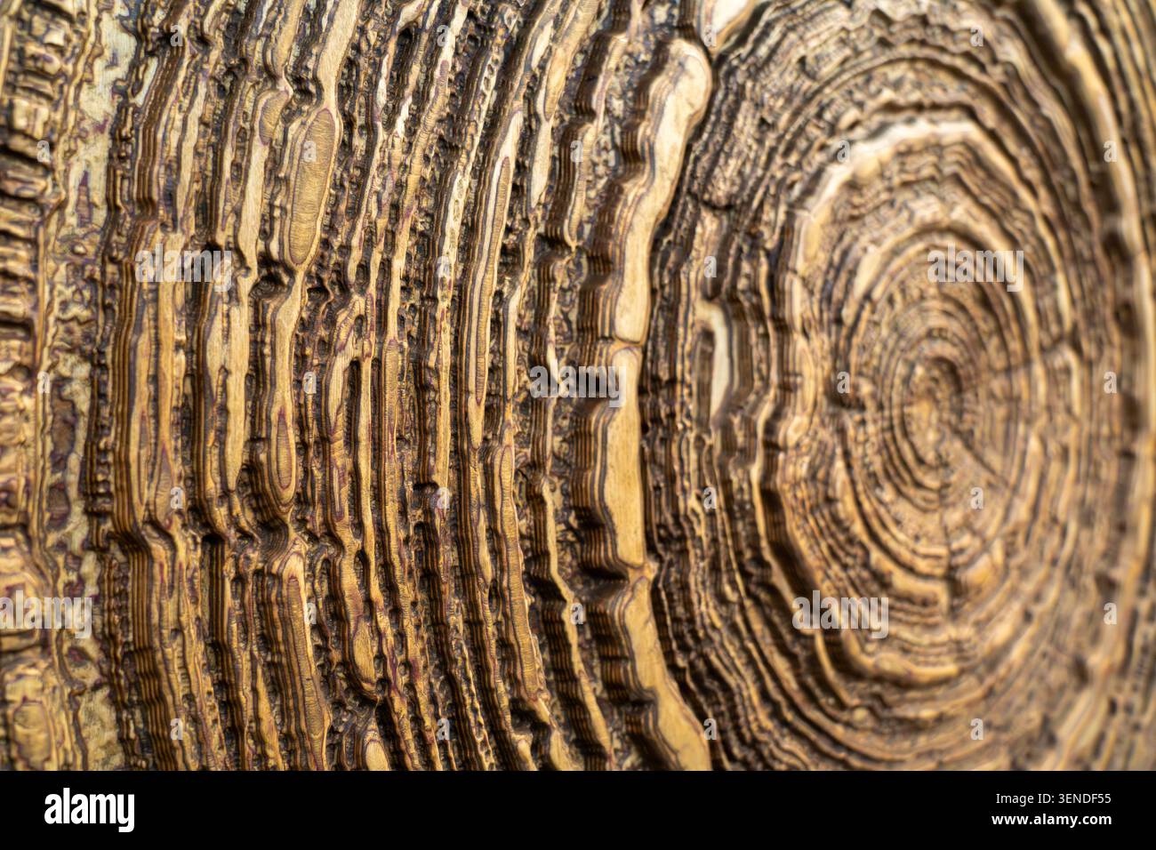 Vista macro del rilievo in legno intagliato a mano, motivo circolare decorativo e sfondo texture legno naturale Foto Stock