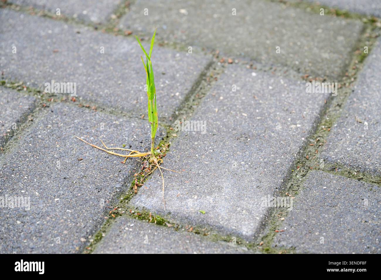 La pianta erbosa si è radicata nelle crepe di un patio lastricato, nell'infestante erbaccia, o un esempio lampante della persistenza e del potere della natura, copia lo spazio, se Foto Stock