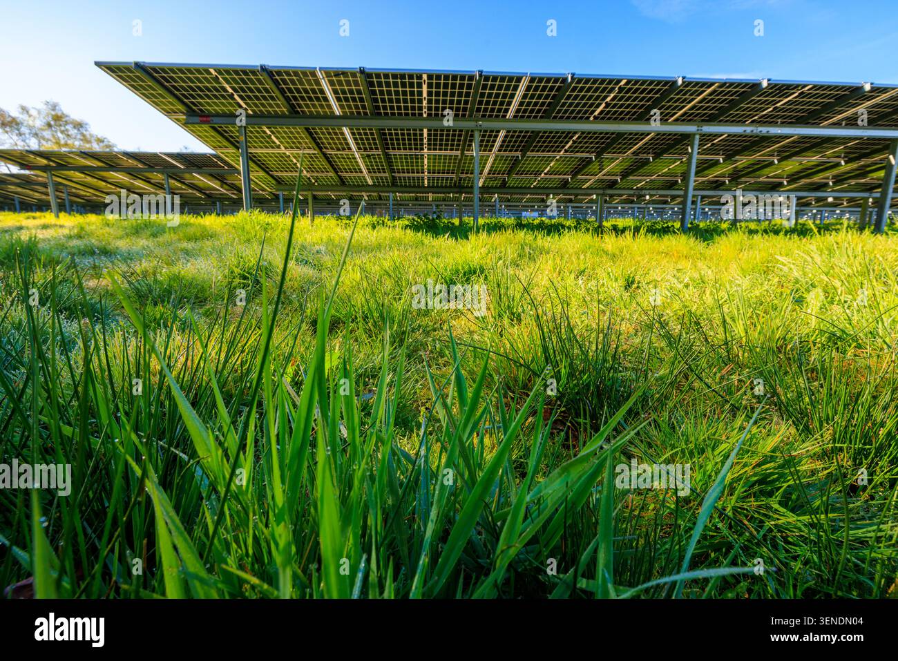 Una fattoria solare con pannelli solari per l'energia verde per prevenire il riscaldamento globale e il cambiamento climatico - Kampen, Paesi Bassi Foto Stock