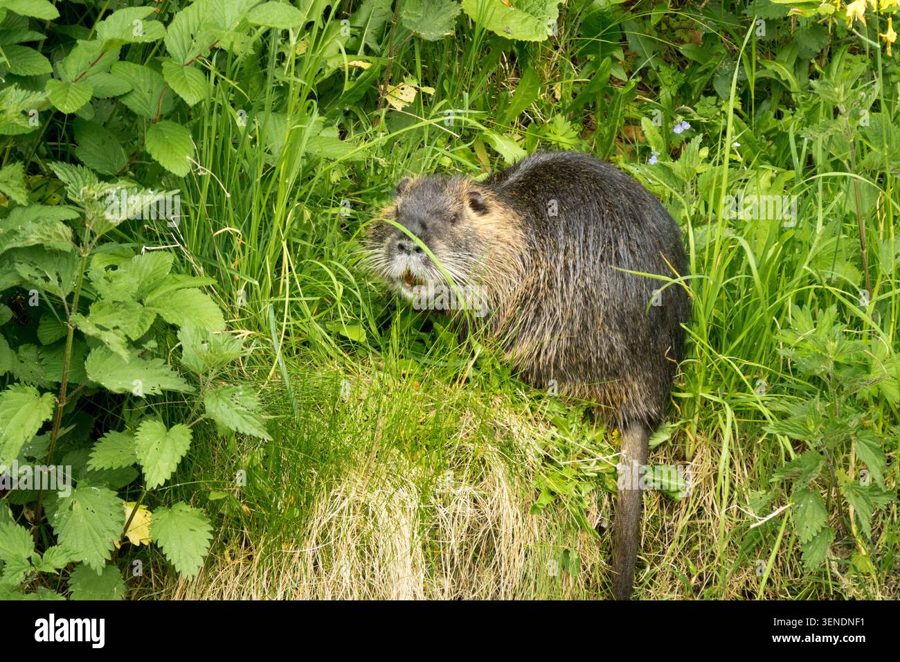 Nutria Myocastor coypus, Coypu che si nutre su una riva erbosa del fiume tra la vegetazione verde Foto Stock