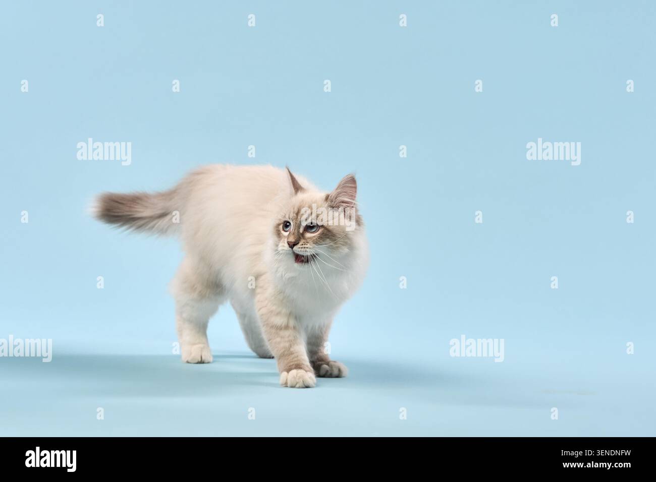Il gatto si muove lentamente in avanti su un pavimento blu pastello, apparendo cauto e grazioso. Le zampe e la testa sono leggermente abbassate, creando movimento. Foto Stock