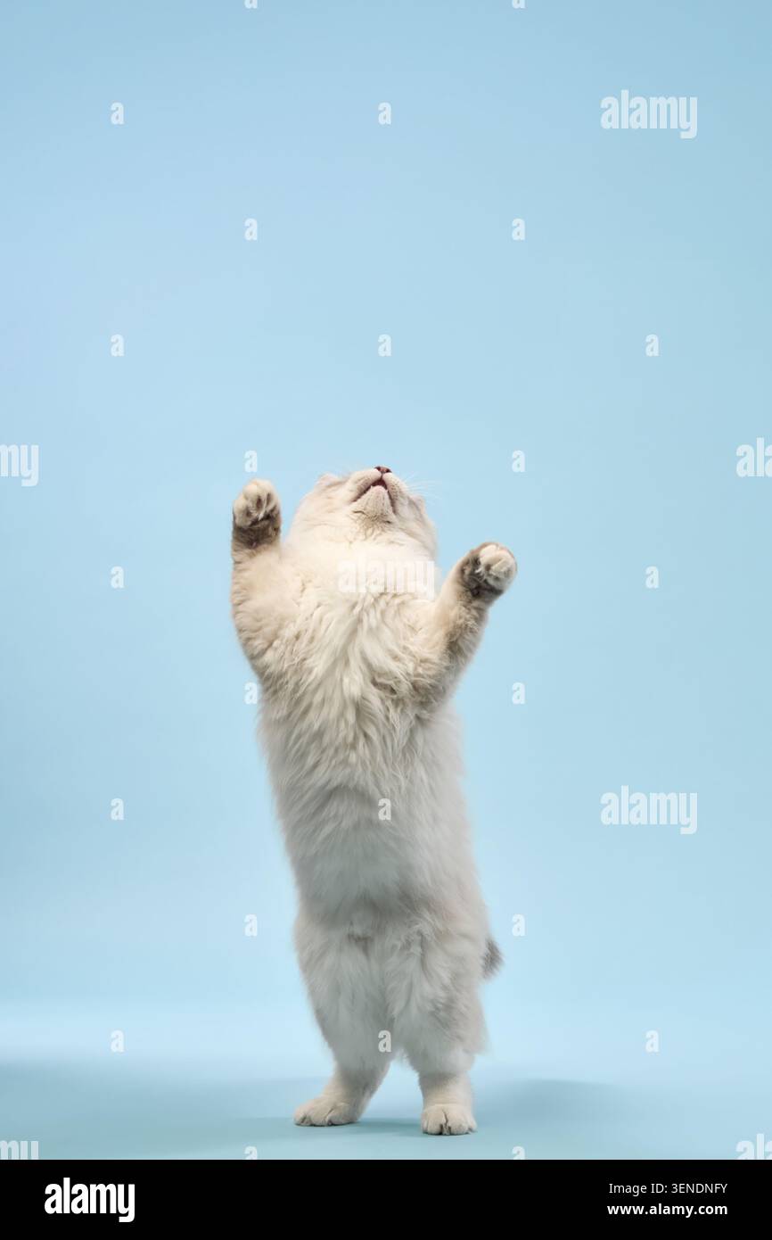 Il gatto piccolo allunga il corpo in posizione verticale e solleva entrambe le zampe anteriori. Catturato dal basso, il movimento suggerisce che si sta avvicinando a qualcosa di invisibile. Foto Stock