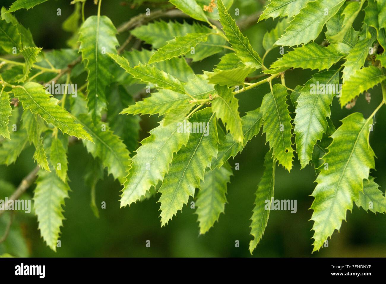 Dettaglio delle foglie verdi di quercia libanese Quercus libani in un parco estivo Foto Stock