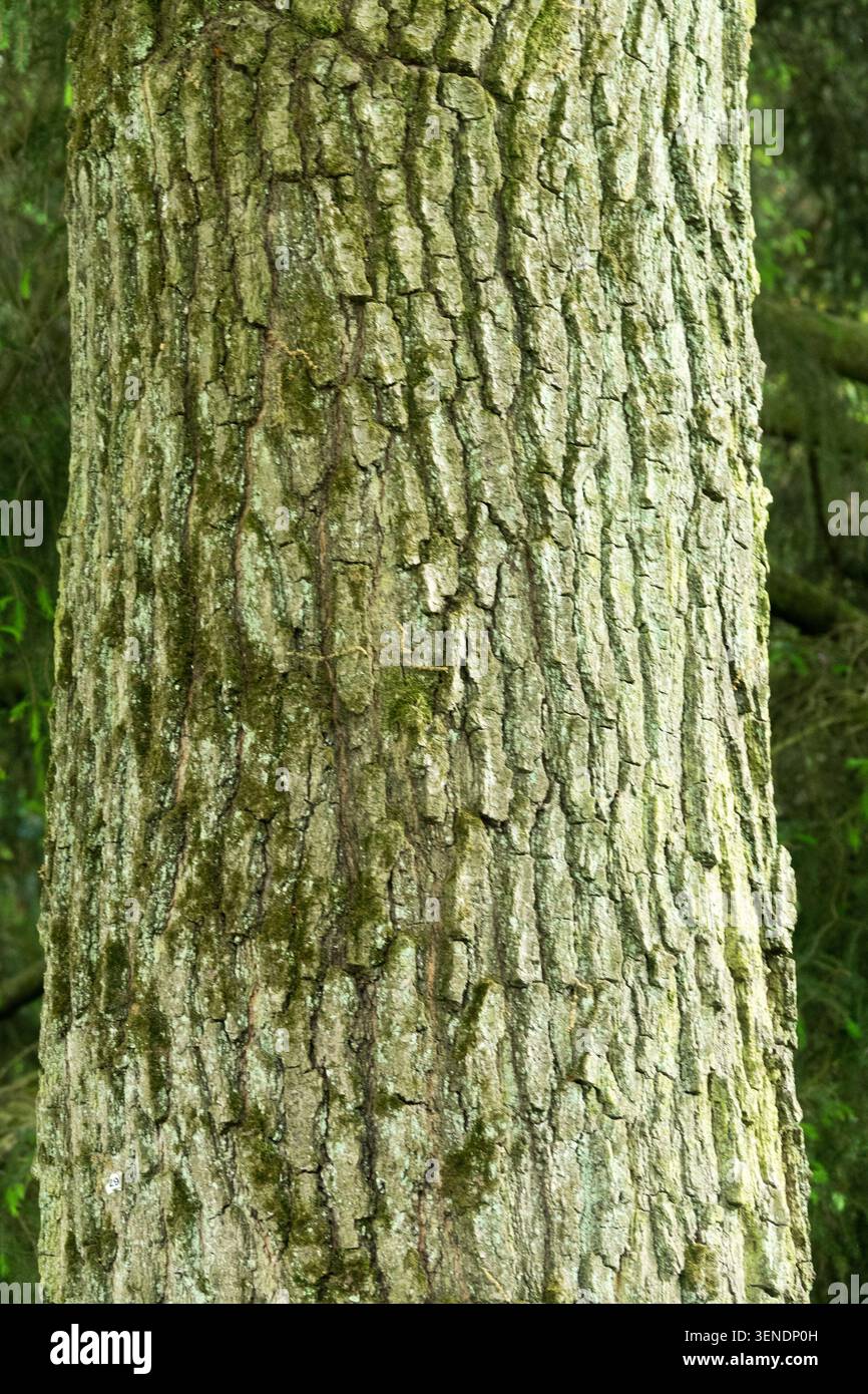 Corteccia di quercia Shingle Quercus imbricaria Foto Stock