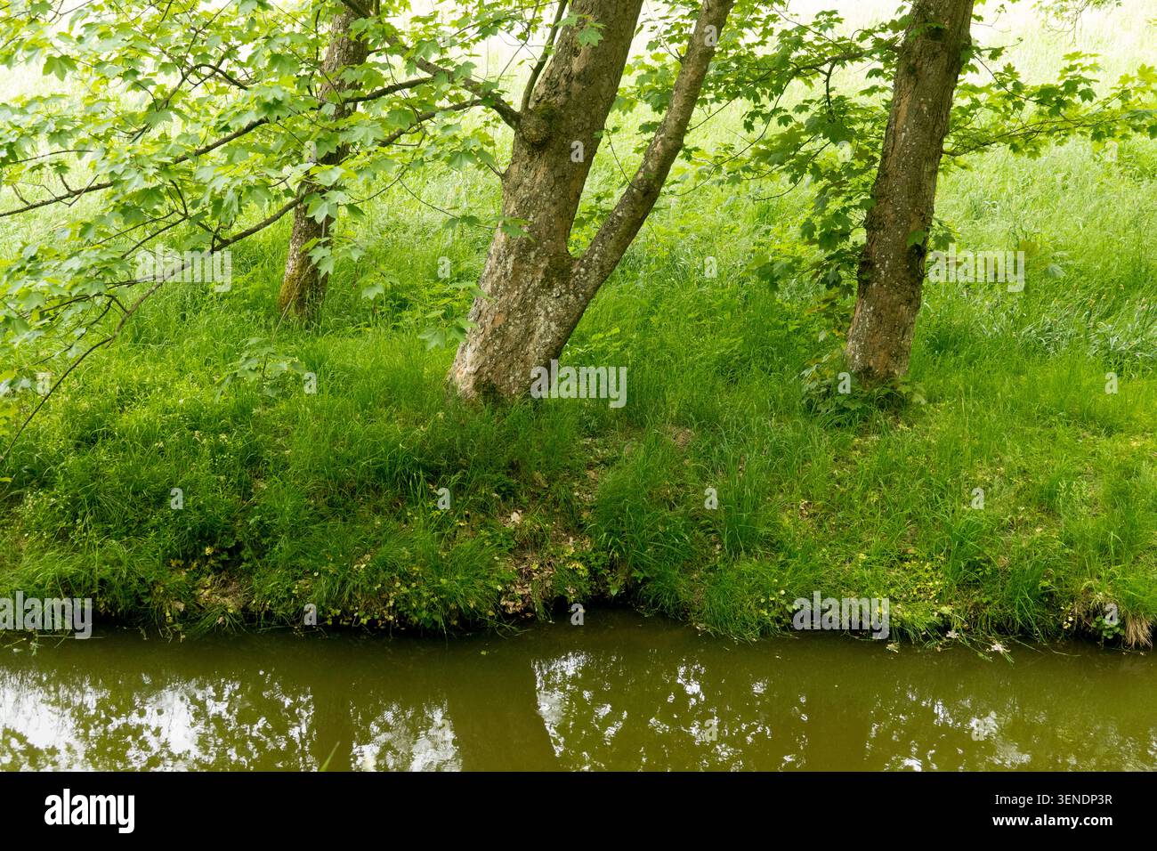 Foglie verdi di Sycamore Maple Acer pseudoplatanus su una riva erbosa del fiume Foto Stock