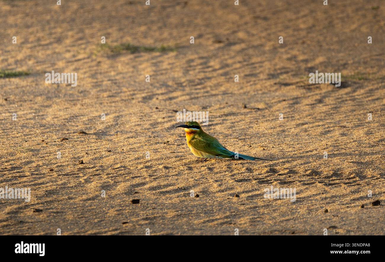 Mangiatore di api arroccato nella sabbia Foto Stock