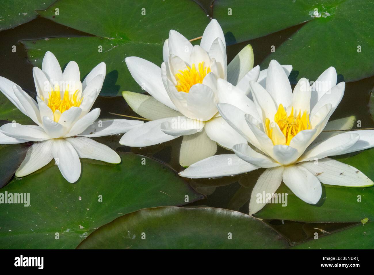 White Waterlily, Nymphaea alba Flowers Foto Stock