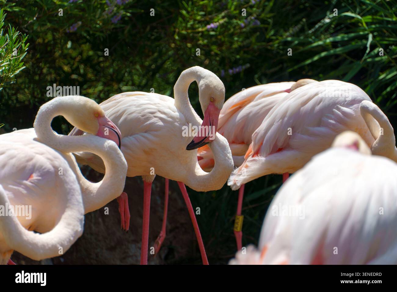 Un gruppo di eleganti fenicotteri che impreziosiscono le loro morbide piume rosa e bianche davanti al verde Foto Stock