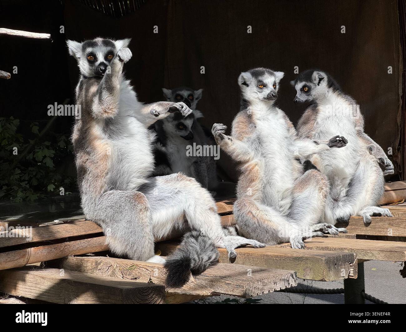 Tre lemuri dalla coda ad anello sono visti in un recinto dello zoo di Londra. Prendere il sole e osservare l'ambiente circostante. Foto Stock