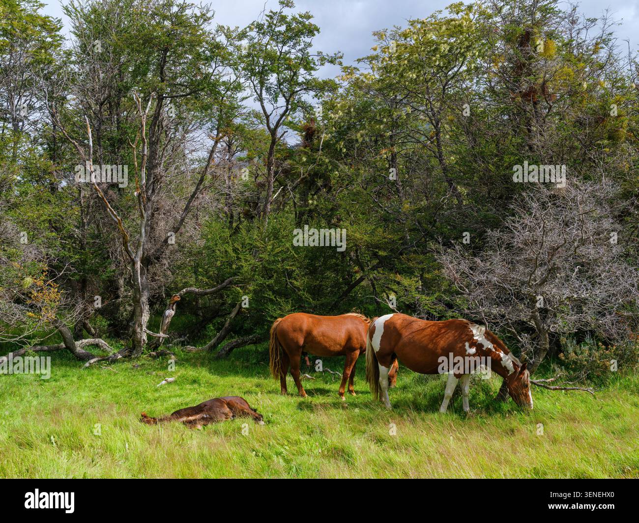 Cavalli dei ranger nel Parco Nazionale della Terra del fuoco. Sud America, Argentina, Patagonia, Terra del fuoco, estate Foto Stock