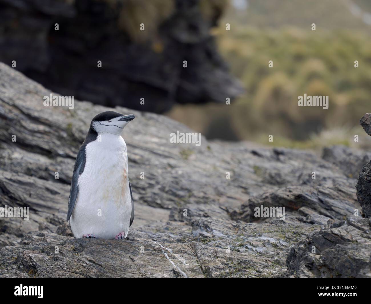 Pinguino Chinstrap (Pygoscelis antartide) a Cooper Bay. Antartide, Georgia del Sud, Cooper Bay, primavera Foto Stock