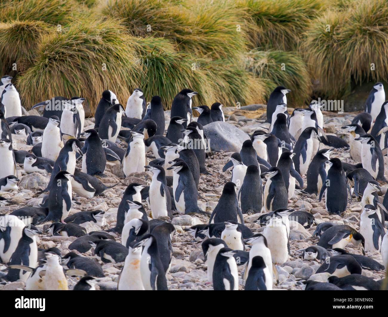 Colonia di pinguini Chinstrap (Pygoscelis antartide) a Cooper Bay. Antartide, Georgia del Sud, Cooper Bay, primavera Foto Stock