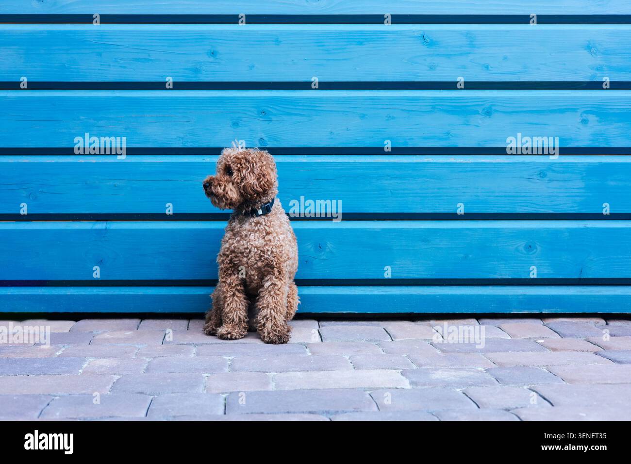 Un cagnolino marrone si siede contro un muro di legno blu. Ritratto di un animale domestico Foto Stock