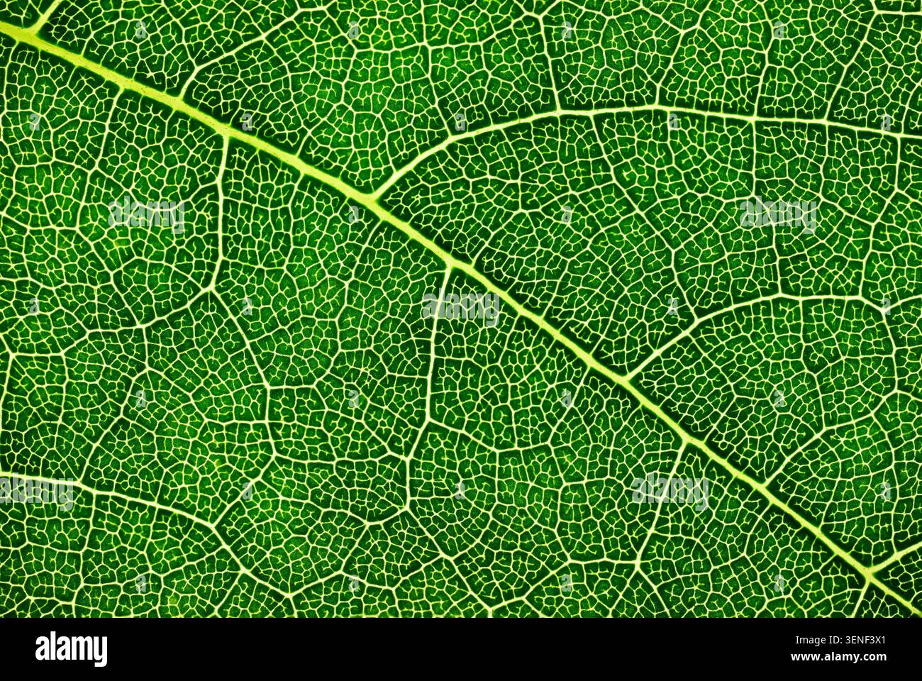 Foto macro di una foglia verde che mostra venazione e struttura cellulare. Foto Stock