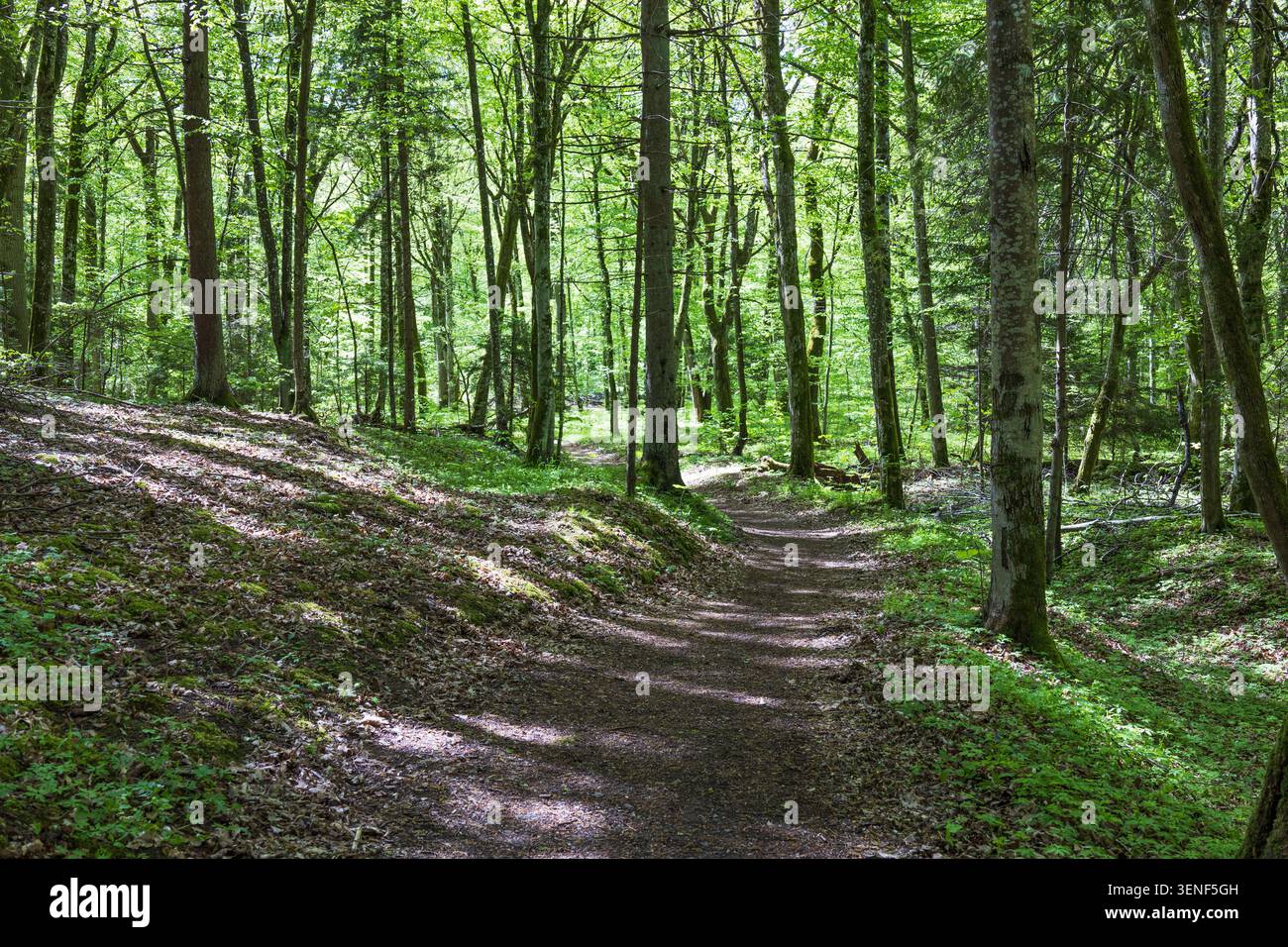 Tranquillo sentiero naturalistico che conduce in una foresta verdeggiante con luce solare che filtra attraverso le foglie Foto Stock
