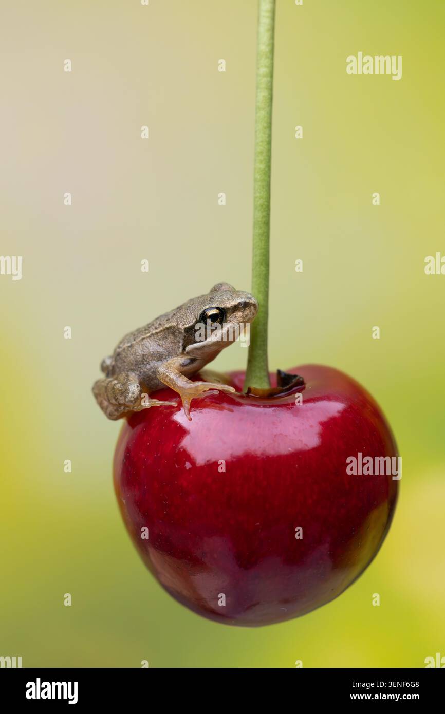 Ritratto di una minuscola froglet arroccata su un gambo di ciliegio rosso lucido Foto Stock